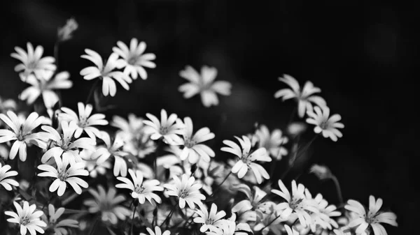 Beautiful chickweed flowers in black and white. Stellaria graminea. Romantic floral background. Abstract artistic close-up of blooming wild herbs. Tranquil melancholy scene.