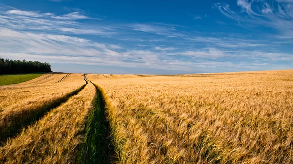 Campo Verão Com Orelhas Cevada Maduras Hordeum Vulgare Paisagem Rural — Fotografia de Stock