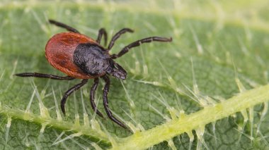 Close-up of big deer tick on nettle leaf. Ixodes ricinus. Urtica dioica. Dangerous infectious parasite on green stinging plant with defensive hairs. Carrier of encephalitis and Lyme borreliosis infections. clipart