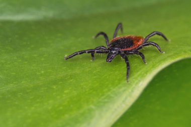 Yeşil bir arka plan üzerinde tehlikeli geyik kene. Ixodes ricinus. Paraziter mite doğal yaprağına gözlemliyor Close-up. Enfeksiyon beyin iltihabı, Lyme borreliosis, babesiosis, ehrlichiosis olarak taşıyıcı.