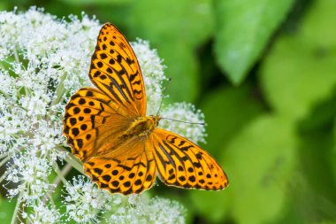 Fritillary gümüş yıkanmış. Zemin büyük çiçek. Argynnis paphia. Aaegopodium podagraria. Turuncu kelebek yakın çekim. Açık kanatları siyah benekli. Beyaz bishop's ot bloom. Bulanık yeşil arka plan.