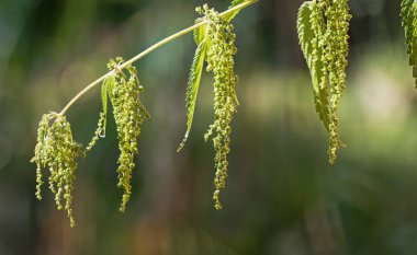 Çiçekli ısırgan otu Close-up. Urtica dioica. Ayrıntılı bir kök şifalı bitki nemli yeşil yaprakları ve doğal bir bulanık arka plan üzerinde çiçek açar. Büyük derinlik-in tarla. Seçici odak.