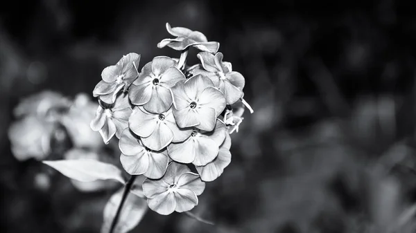 Beautiful Detail Flowering Fall Phlox Black White Phlox Paniculata Melancholic — Stock Photo, Image