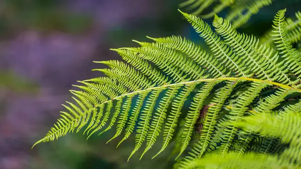 Detail of an elegant frond of male fern in summer nature. Dryopteris filix-mas. Beautiful green leaves of the ornamental plant with natural blurry background. Small depth of field. Selective focus.