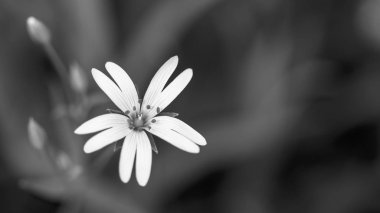Chickweed siyah beyaz çiçekli. Stellaria graminea. Güzel vahşi bitki çiçek bahar çayırda sanatsal yakın çekim. Melankolik karanlık ve üzgün çiçek arka plan, kopya alanı. Seçici odak.