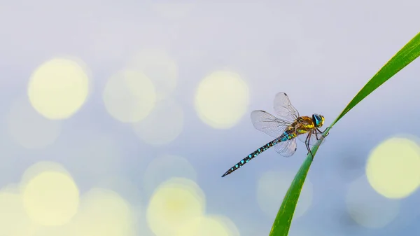 Männliche Wanderlibelle Auf Einem Grashalm Aeshna Mixta Niedliche Bunte Wasserinsekt — Stockfoto