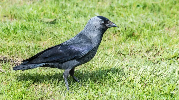 Perfil Jaqueta Ocidental Grama Verde Coloeus Monedula Passarinho Solteiro Ensolarado — Fotografia de Stock