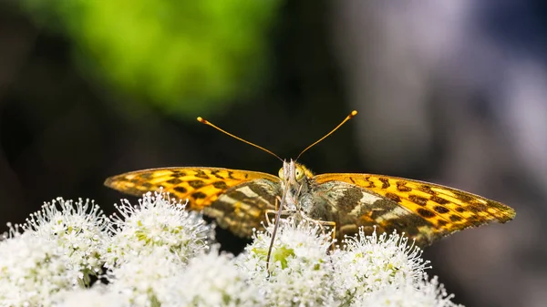 Крупным Планом Кормления Бабочки Цветке Гусеницы Аргинис Папиа Aaegopodium Podagraria — стоковое фото