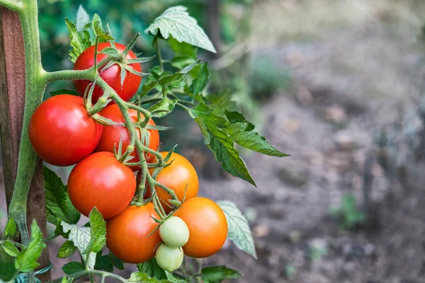 Kırmızı domates sebze yatakta bir demet. Solanum lycopersicum. Yeşil yaprakları ile büyüyen domates meyve. Bulanık arka plan üzerinde olgunlaşma, yakın çekim. Bahçe, tarım anlayışı. Büyük derinlik-in tarla.
