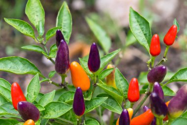 Yakın çekim küçük kırmızı sıcak biber biber. Capsicum frutescens. Büyüyen bitki detay. Bahçe Yatak, sera. Konik biber, yeşil yaprakları. Baharatlı biyo capsicums. Kapsaisin, karoten. Büyük derinlik-in tarla.