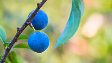 İki Olgun mavi sloes yeşil yaprakları ile şube. Prunus spinosa. Vahşi karaçalı ağacının güzel yakın çekim. Taze meyve tart sıkıştırıcı tadı ile çilek. Doğal bulanık arka plan üzerinde bokeh ile.