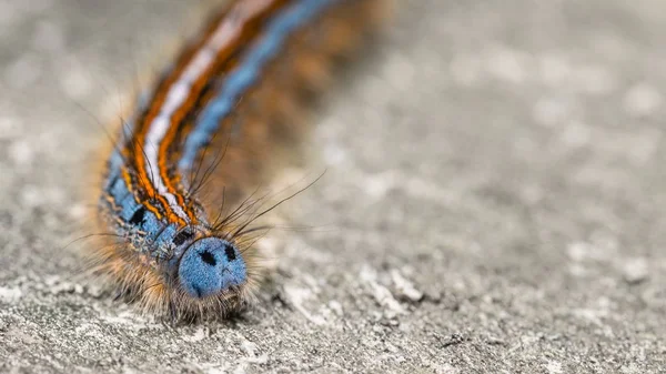 Die Raupe Der Nachtfalter Großaufnahme Nettes Blaues Gesicht Malacosoma Neustria — Stockfoto