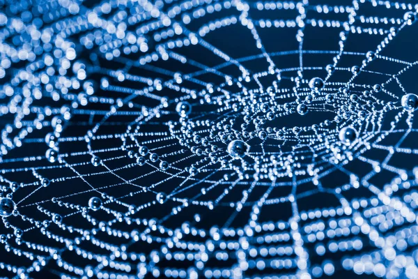 Glittery spider web with pearls from dew droplets close-up. Beautiful artistic detail of a wet cobweb in moon light on a dark blue night background. Sparkling spiderweb with water drops and bokeh.