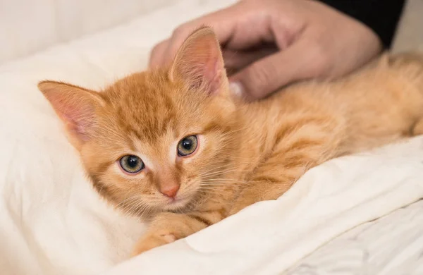 Cute Ginger Kitten Human Hand Domestic Cat Eight Weeks Old — Stock Photo, Image
