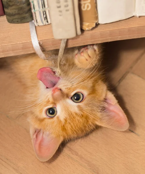 Speelse Gember Katje Met Roze Tong Binnenlandse Kat Weken Oud — Stockfoto