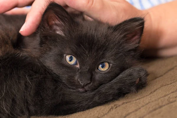Snoezige Zwarte Kitten Menselijke Hand Binnenlandse Kat Acht Weken Oud — Stockfoto