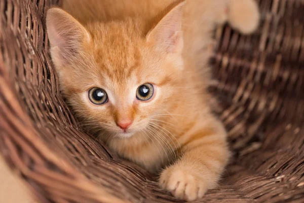 Lovely Ginger Kitten Wicker Basket Domestic Cat Eight Weeks Old — Stock Photo, Image