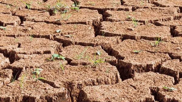Primer Plano Del Suelo Seco Agrietado Con Hierba Que Brota — Foto de Stock