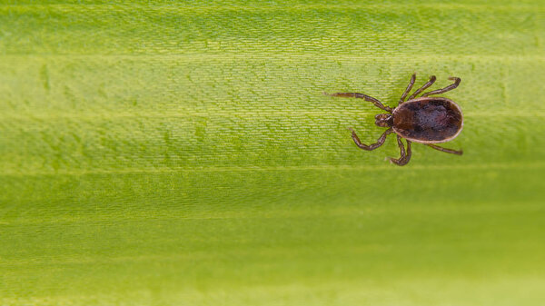 Brown dog tick close-up. Green leaf texture. Rhipicephalus sanguineus. Ixodida. Dangerous parasite on natural background. Top view. Infection carrier. Canine babesiosis, ehrlichiosis, hepatozoonosis.