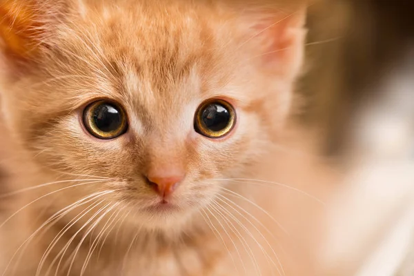 Ginger kitten portrait. Domestic cat 8 weeks old. Felis silvestris catus. Little tabby kitty face staring at camera. Close-up of a scared curious pet with sad eyes and pink nose. Small depth of field.