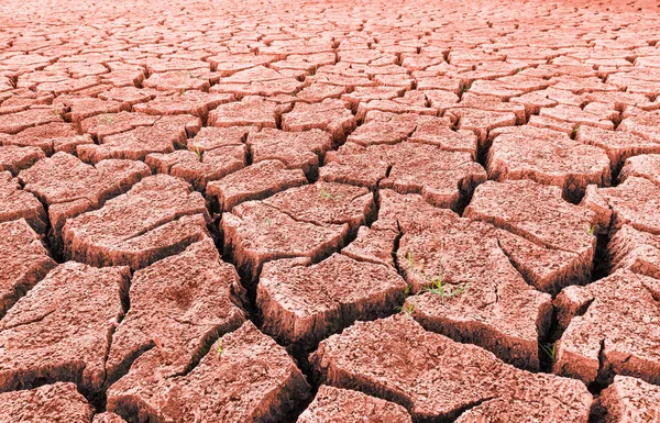 Desierto Árido Rojo Con Brotes Hierba Grietas Primer Plano Las — Foto de Stock