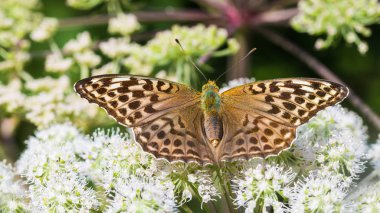 Gümüş yıkanmış fritillary yere büyük çiçek üzerinde. Argynnis paphia. Aaegopodium podagraria. Form valesina. Kelebek yakın çekim. Açık kanatları. Bishop's ot bloom. Doğal arka plan. Seçici odak.