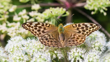 Silver-washed fritillary on Ground elder flower. Argynnis paphia. Aaegopodium podagraria. Form valesina. Butterfly close-up. Open wings. Bishop's weed bloom. Natural background. Selective focus. clipart