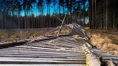 Kırsal bir ormandaki reforested alanının düşmüş bir çit Close-up. Bitki kreş Ahşap Koruyucu Bariyer hasar. Kuru ot spikelets. Arka planda mavi gökyüzü ile iğne yapraklı ağaçlar temizleyin.
