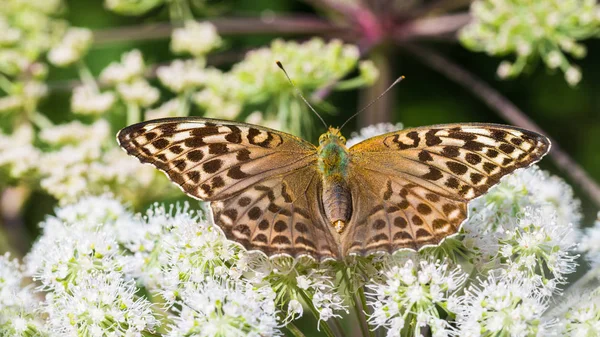 Fritillaria Lavata Argento Fiori Sambuco Macinati Argynnis Paphia Aaegopodium Podagraria — Foto Stock