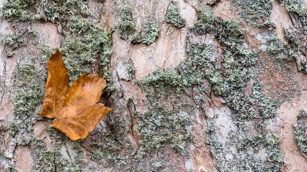 Close Maple Bark Texture Fallen Leaf Acer Beautiful Natural Background — Stock Photo, Image