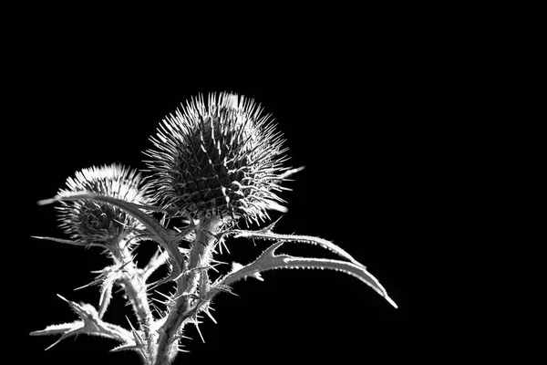 Flower buds of plumeless thistle on black background. Carduus — Stock Photo, Image