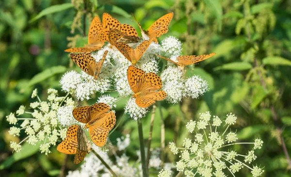 Gruppo di fritillarie lavate con argento. Argynnis paphia. Un fiore di sambuco. Aaegopodium podagraria — Foto Stock