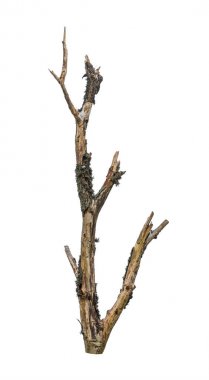 Kuru çıplak ağaç dalı. Yeşil likenlerle kaplı ölü koçan. Beyaz arka planda yalıtılmış