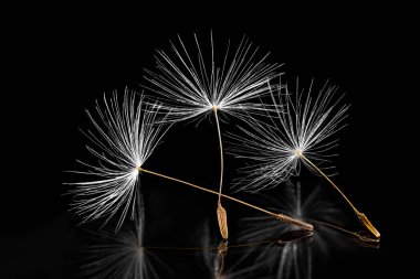Ortak karahindiba tohumları. Sanatsal yakın çekim. Taraxacum officinale