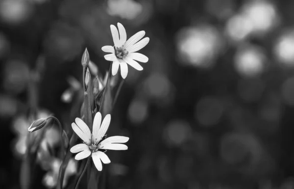 Flowering spring wildflower detail in black and white. Common starwort. Stellaria graminea — Stock Photo, Image