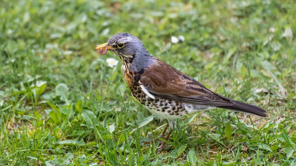 Drossel frisst Regenwurm. Feldwegprofil im grünen Gras. Turdus pilaris — Stockfoto