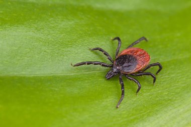 Geyik kene detayı. Ixodes ricinus. Yeşil arka plan üzerinde Araknid