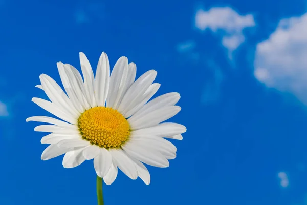 Oxeye daisy flower head. Marguerite detail. Leucanthemum. Argyranthemum Stock Photo