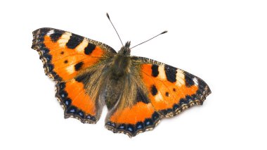 Küçük kaplumbağa kabuğu kelebeği. Aglais urticae. Lepidoptera. Beyaz arka planda yalıtılmış