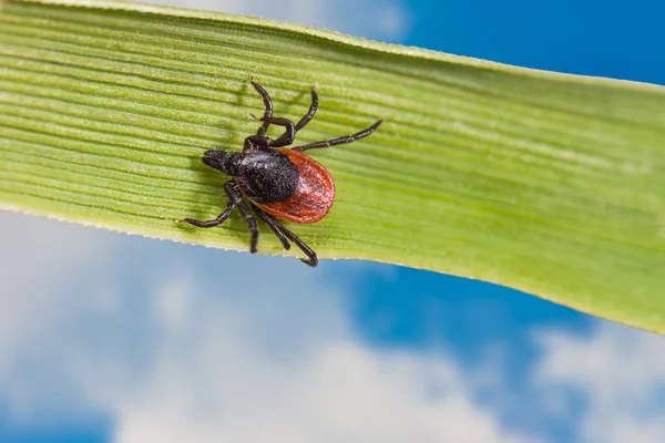 Garrapata de ciervo arrastrándose en la hoja de hierba. Ixodes ricinus — Foto de Stock