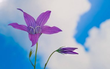 Çiçeklenme çan çiçeği yakın çekim yayılıyor. Campanula patula. Yabani çayır ot