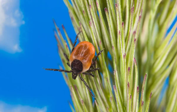 Infektiösa kvinnliga rådjur kryssa lurar på gräs örat. Ixodes ricinus, Spica. Mite detalj. Acari — Stockfoto