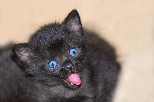 Niedliches unschuldiges schwarzes Kätzchen mit rosa Zunge und blauen Augen. Hauskatze 4 Wochen alt. Felis silvestris catus — Stockfoto