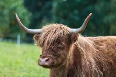 Yeşil çayır üzerinde Highland sığırı portresi. Bos taurus