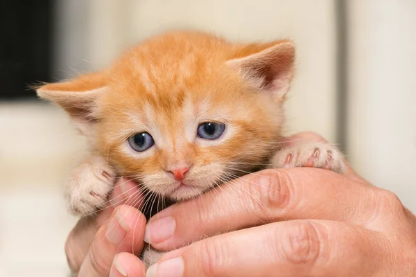 Aranyos félénk gyömbércica. Házi macska, öt hetes. Felis silvestris catus Nincs magyar neve — Stock Fotó