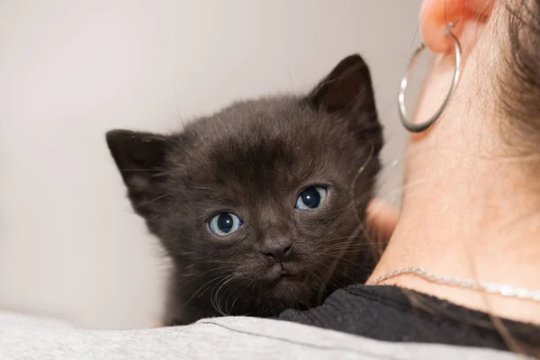 Zoet knuffelig zwart poesje op vrouwelijke schouder. Huiskat 5 weken oud. Felis silvestris catus — Stockfoto