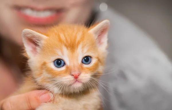 Adorável minúsculo gengibre tabby gatinho com mulher detalhe no fundo. Gato doméstico. Felis silvestris catus — Fotografia de Stock