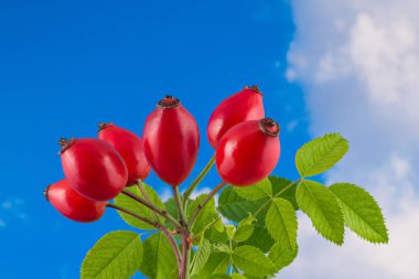 Kırmızı gül kalça detayı yeşil yapraklı dikenli dal üzerinde. Rosa canina