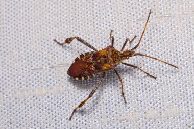 Batı kozalaklı kozalaklı böcek tekstil güneş gözlüğü detaylarına yaklaşıyor. Leptoglossus oksidentalis. Gerçek böcek türleri. Hemiptera. Savunma için kokuşmuş salgıları olan ağaç haşeresi. Çek istilacı böcek..