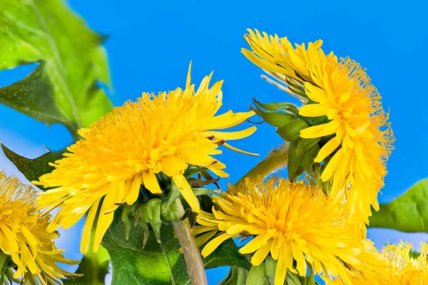 Primer Plano Las Cabezas Flores Diente León Amarillo Sobre Fondo —  Fotos de Stock